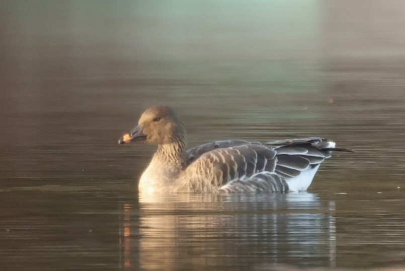 Tundra Bean-Goose - ML644915900