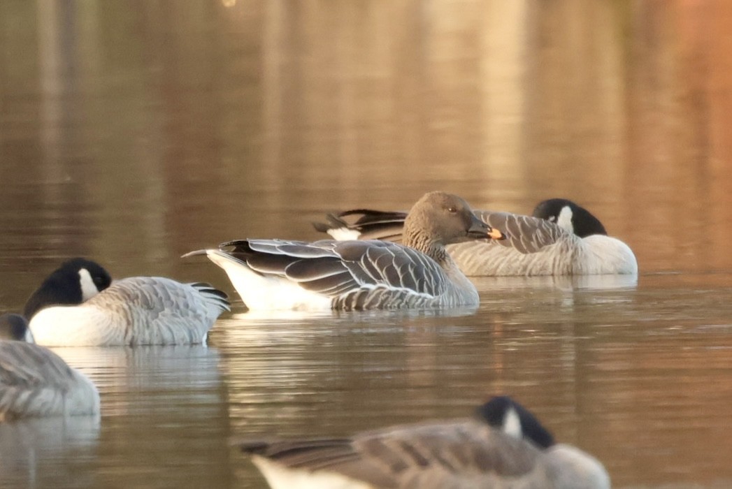 Tundra Bean-Goose - ML644915901