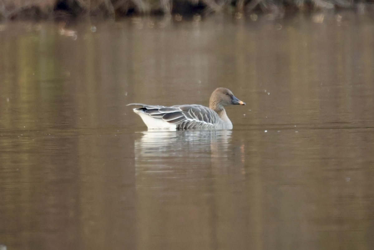 Tundra Bean-Goose - ML644915902