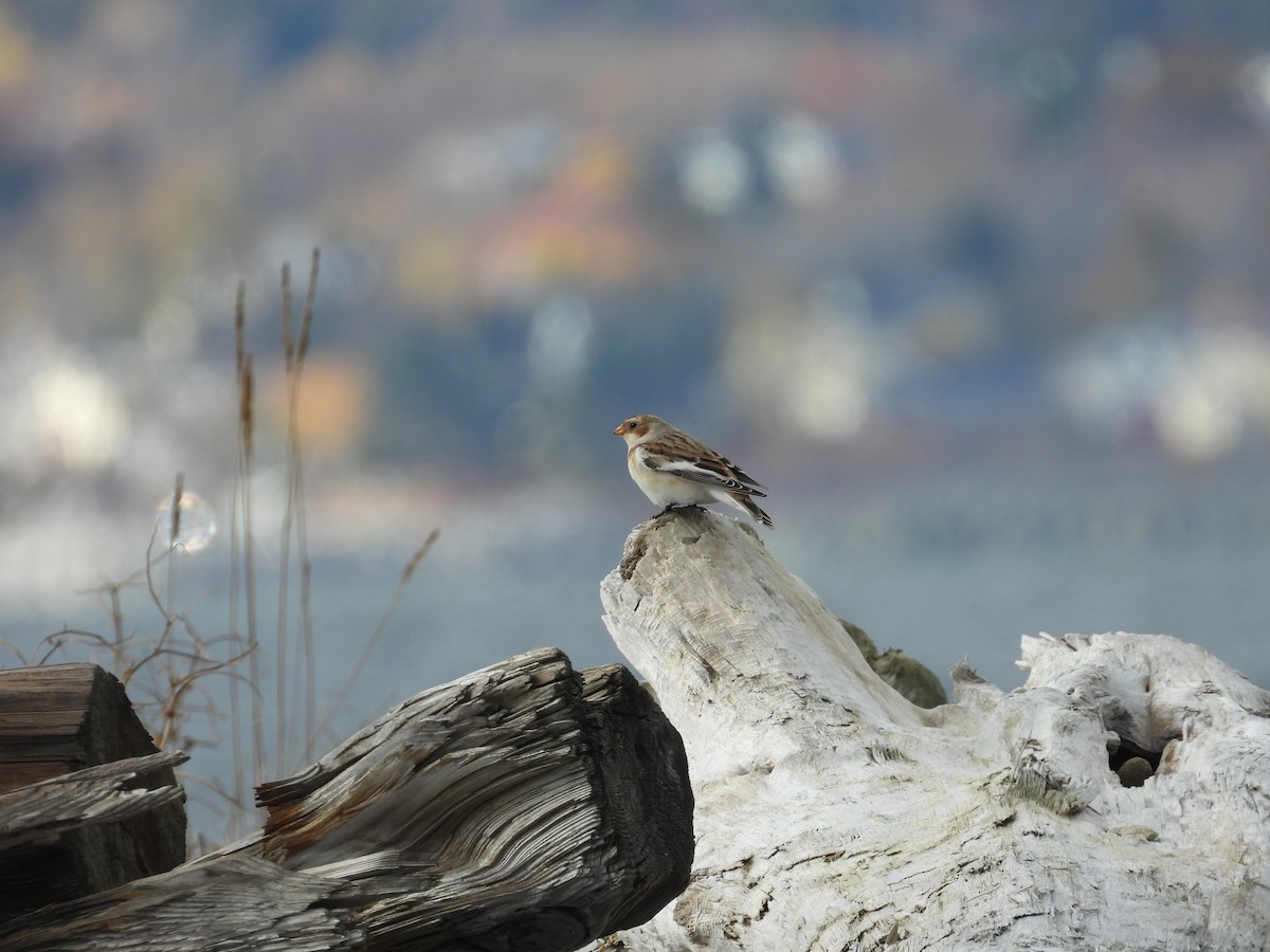 Snow Bunting - ML644915905