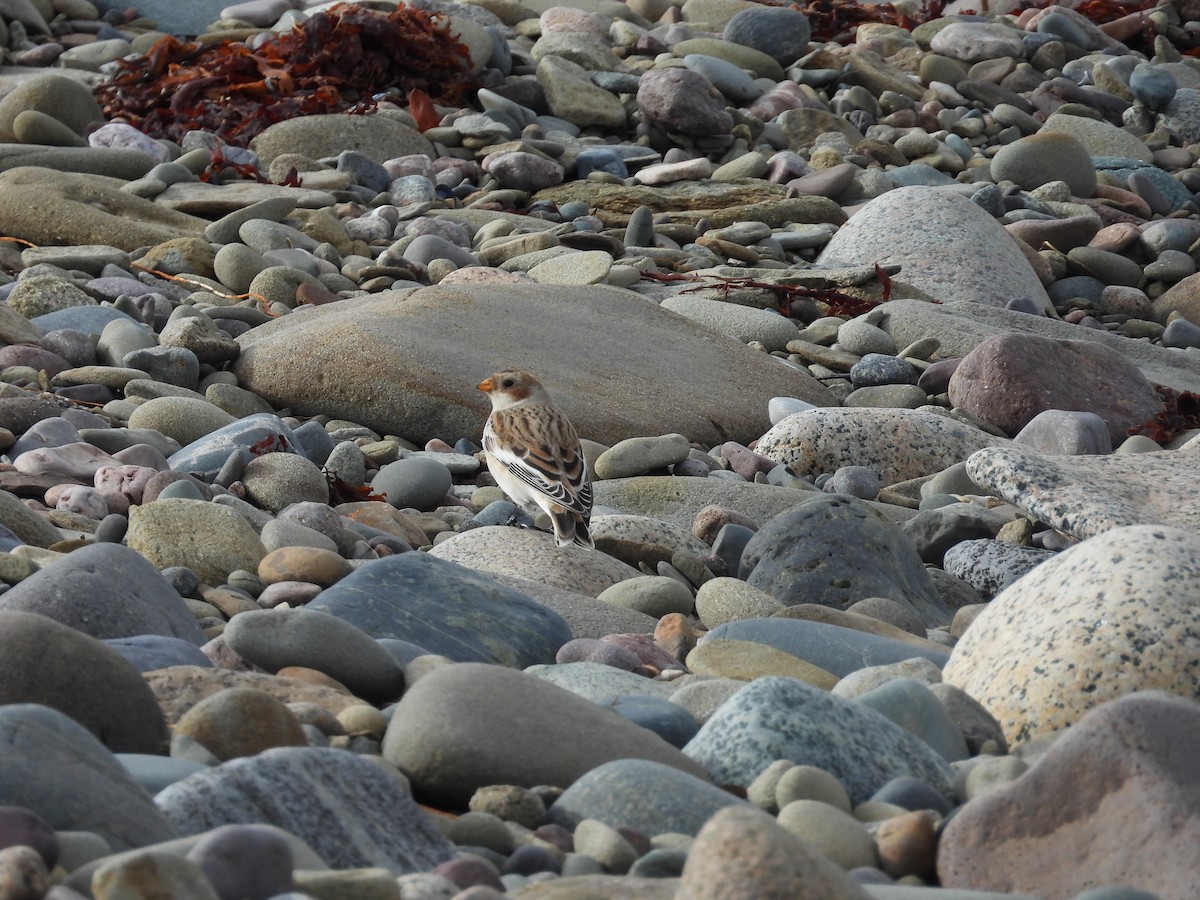 Snow Bunting - ML644915907