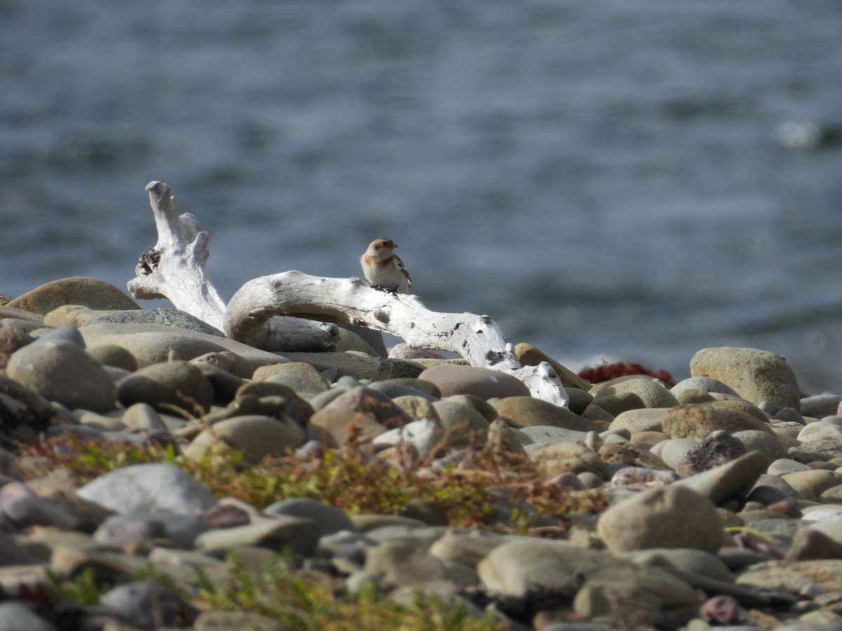 Snow Bunting - ML644915908