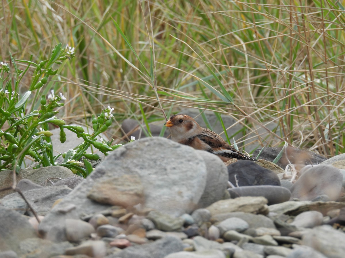 Snow Bunting - ML644915909