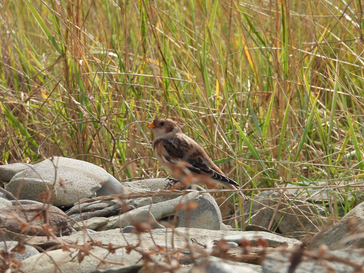 Snow Bunting - ML644915910