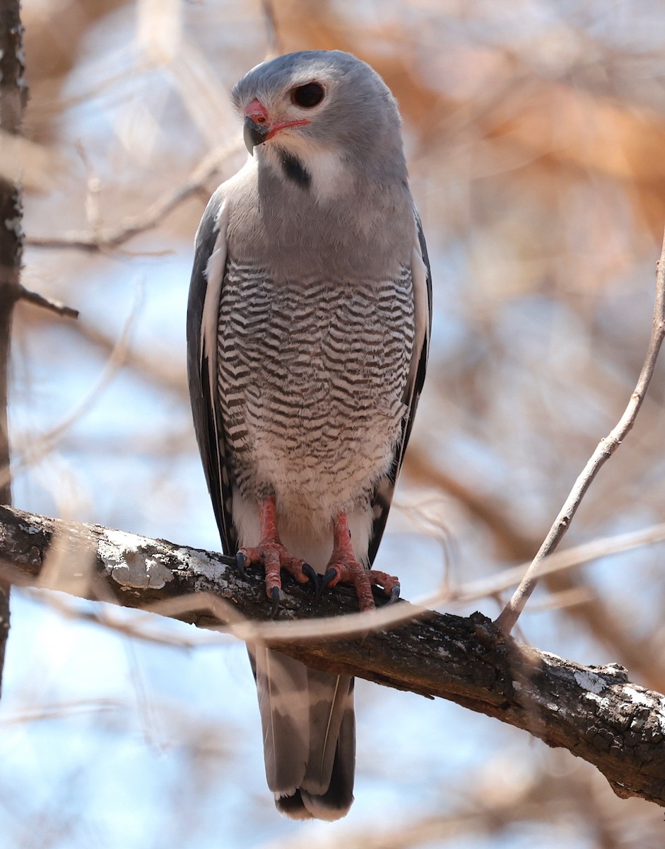 Lizard Buzzard - ML644915913