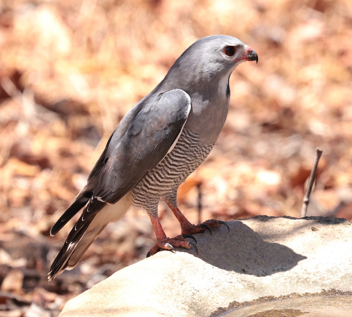 Lizard Buzzard - ML644915914