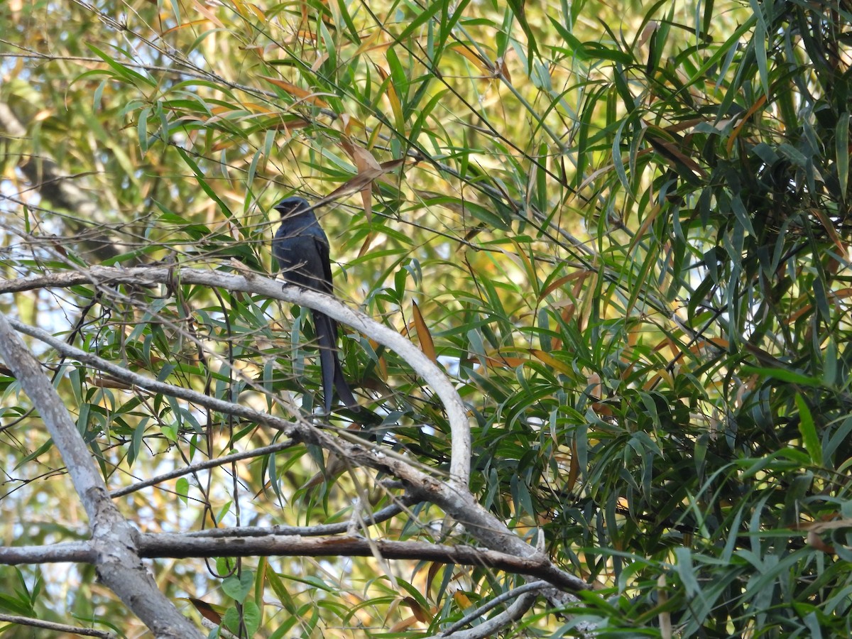 Ashy Drongo - ML644915918