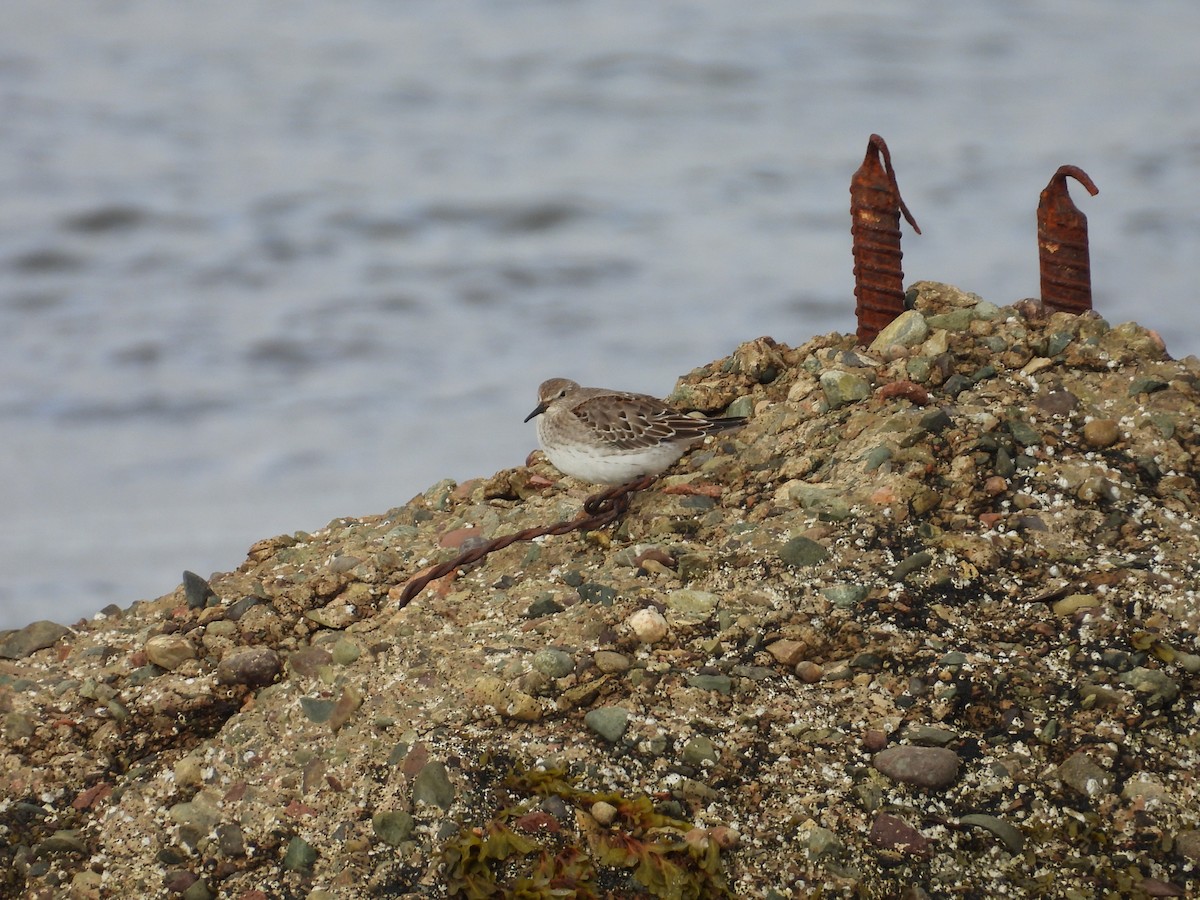 White-rumped Sandpiper - ML644915930