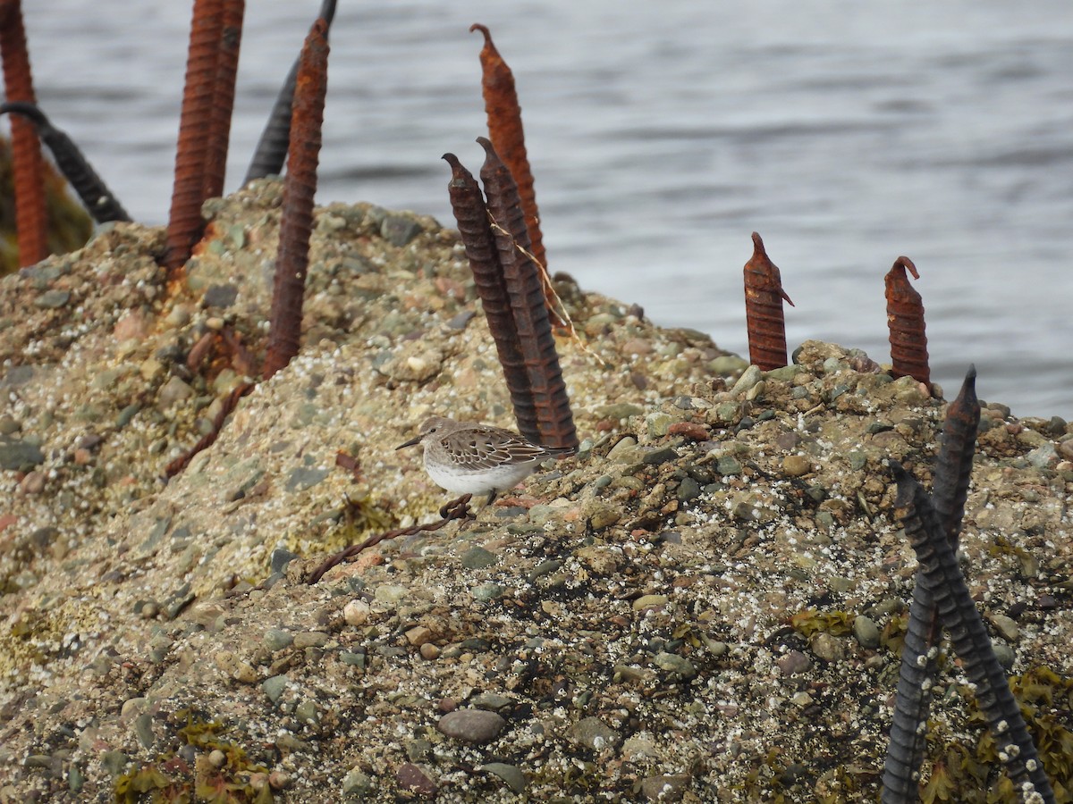 White-rumped Sandpiper - ML644915931