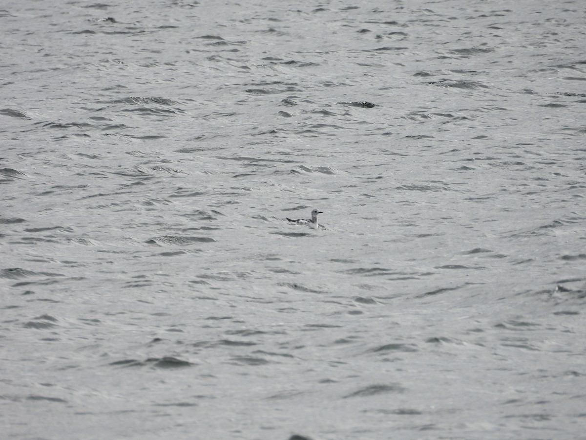 Black Guillemot - ML644915938