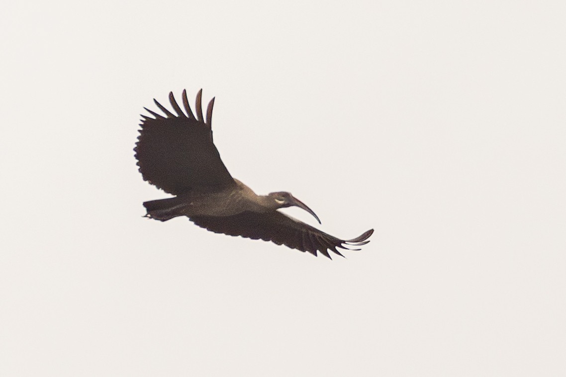 Hadada Ibis - ML644915940