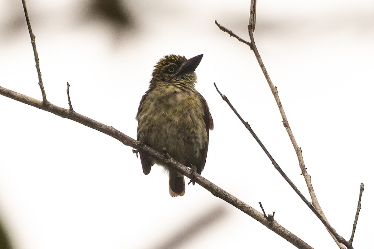 vousáček šupinkový - ML644915958