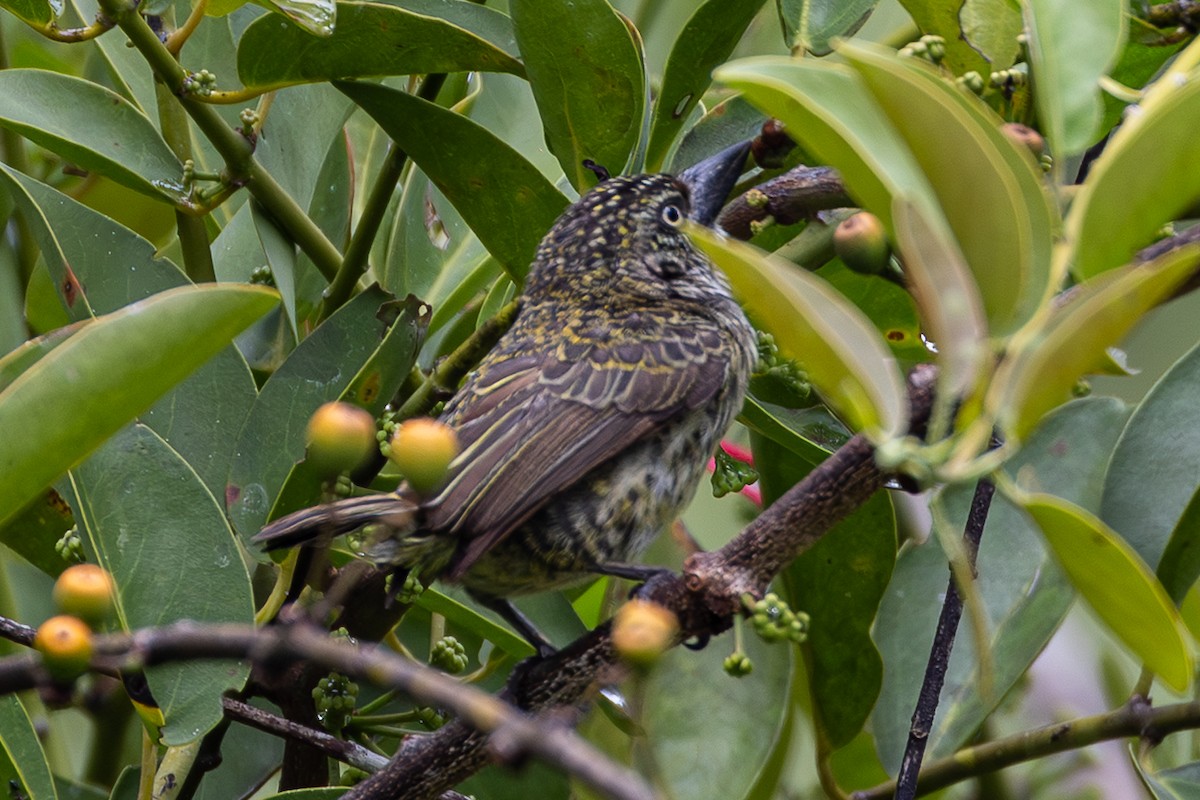 vousáček šupinkový - ML644915959