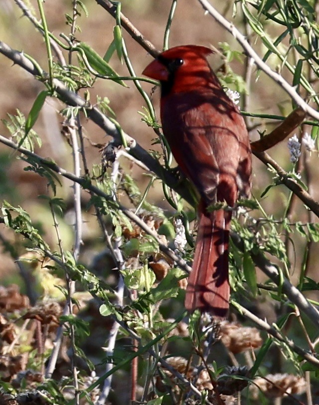 Northern Cardinal - ML644915964