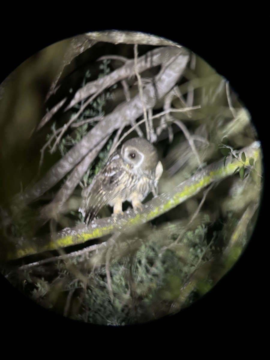 Mottled Owl - ML644915965