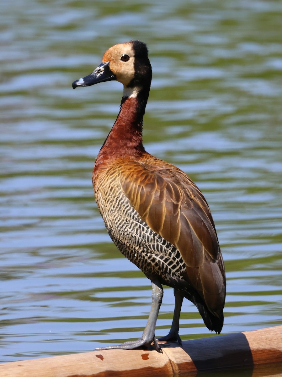 White-faced Whistling-Duck - ML644915973