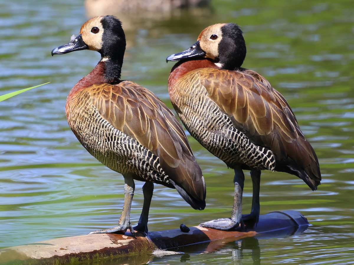 White-faced Whistling-Duck - ML644915974
