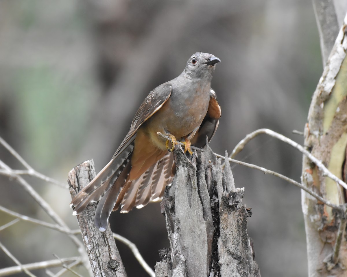 Sahul Brush Cuckoo - ML644915976