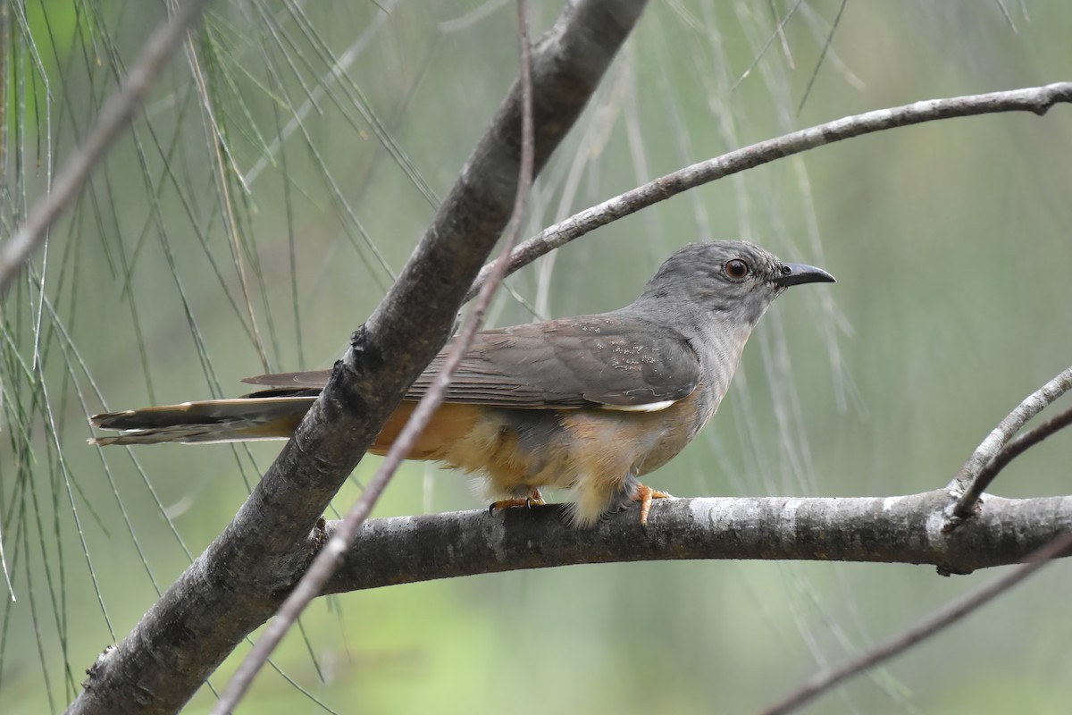 Sahul Brush Cuckoo - ML644915979