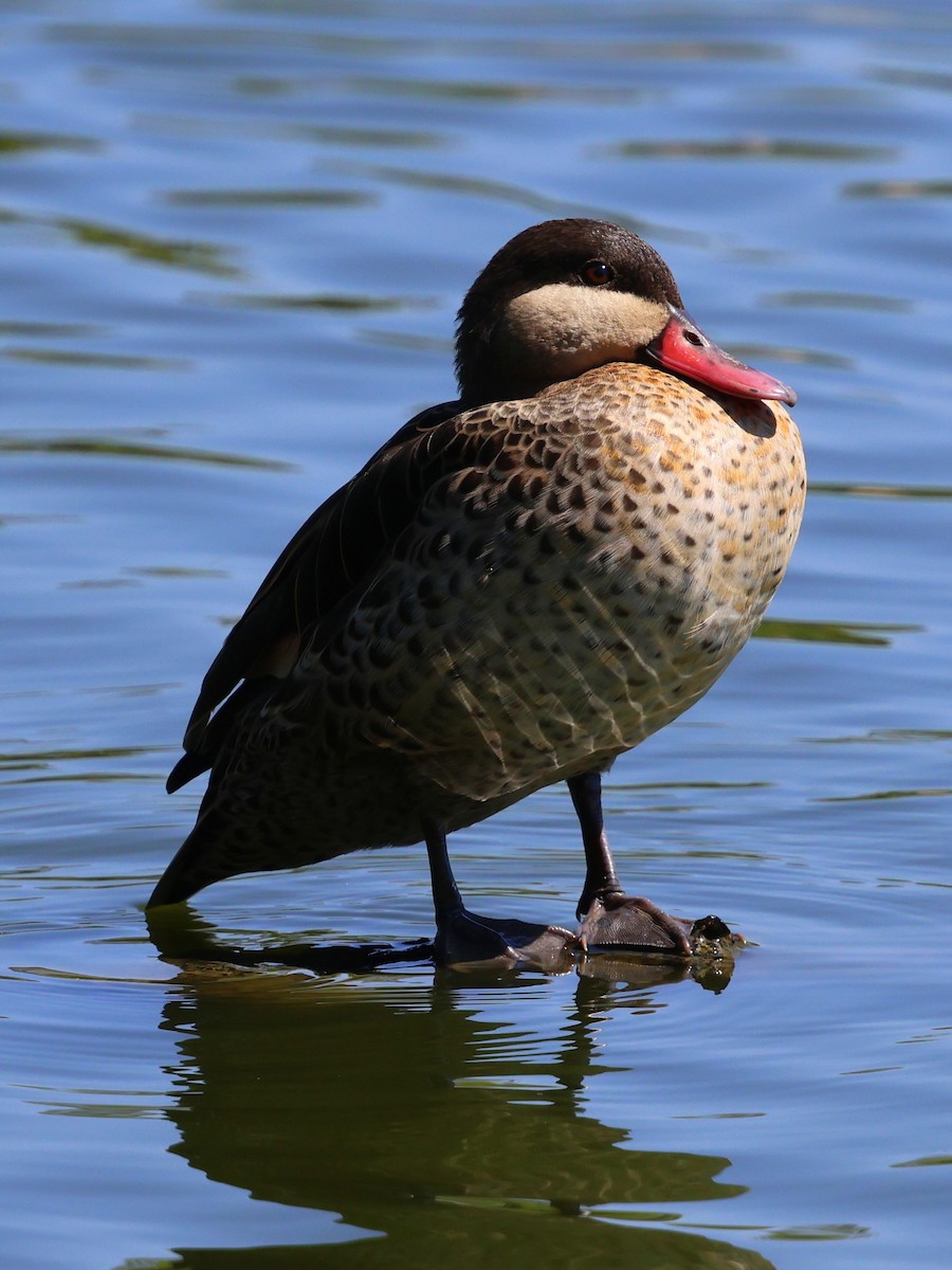 rødnebband - ML644915982