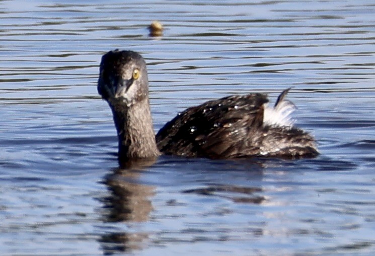 Least Grebe - ML644915990