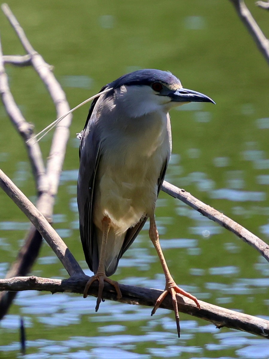 Black-crowned Night Heron - ML644915991