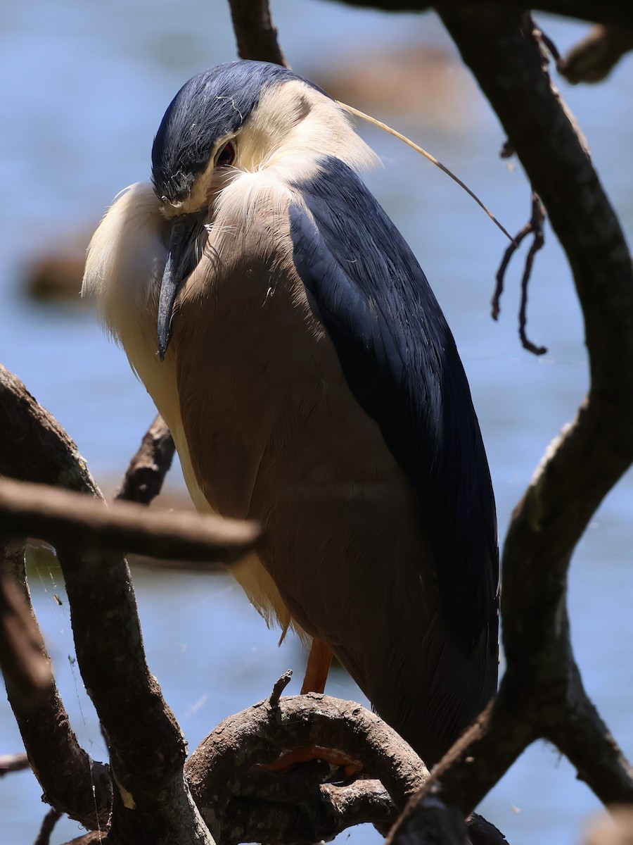 Black-crowned Night Heron - ML644915992