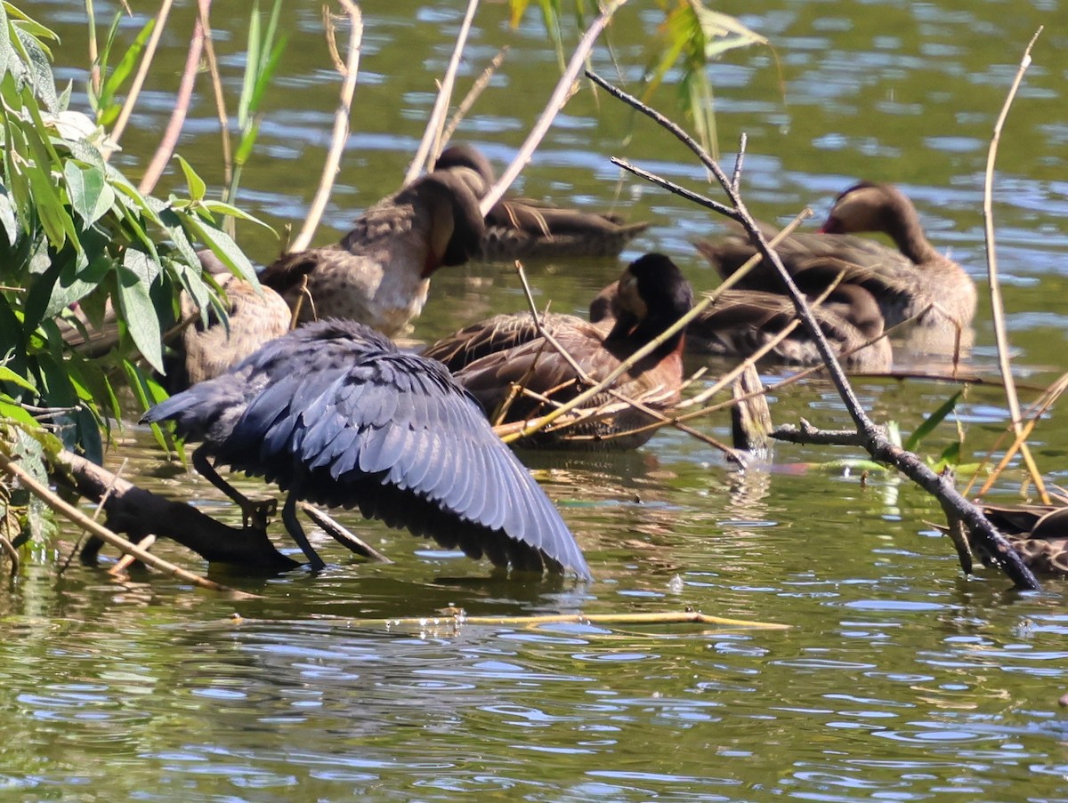 Black Heron - ML644915995