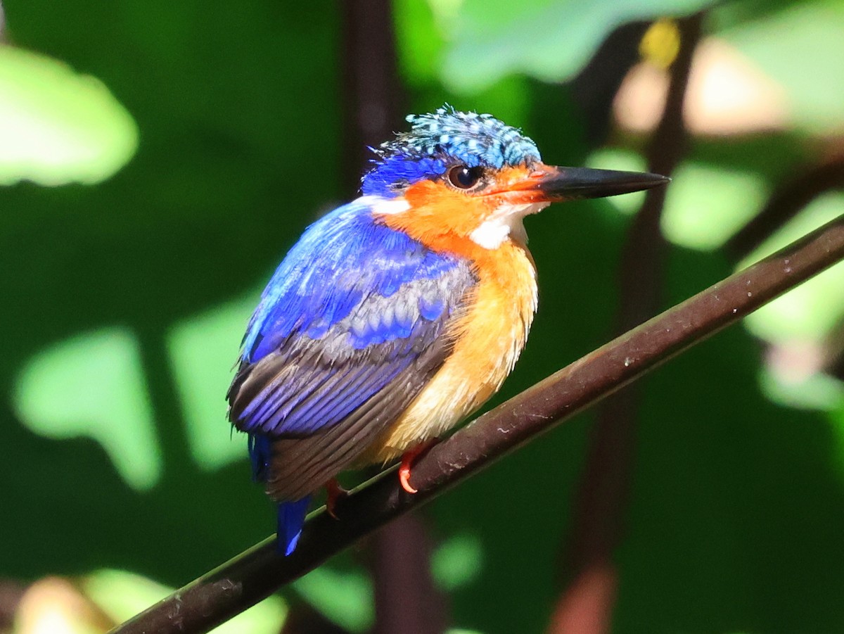 Malagasy Kingfisher - ML644916016
