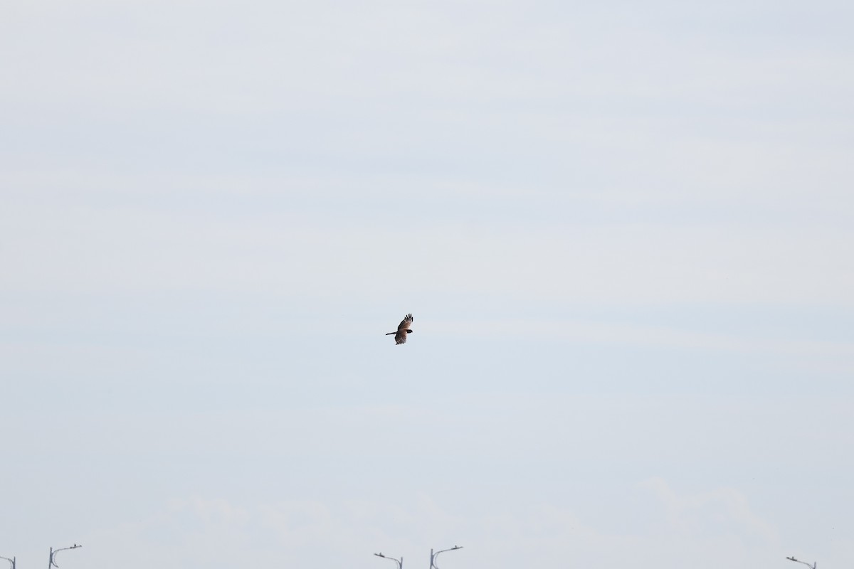 moták východní - ML644916017