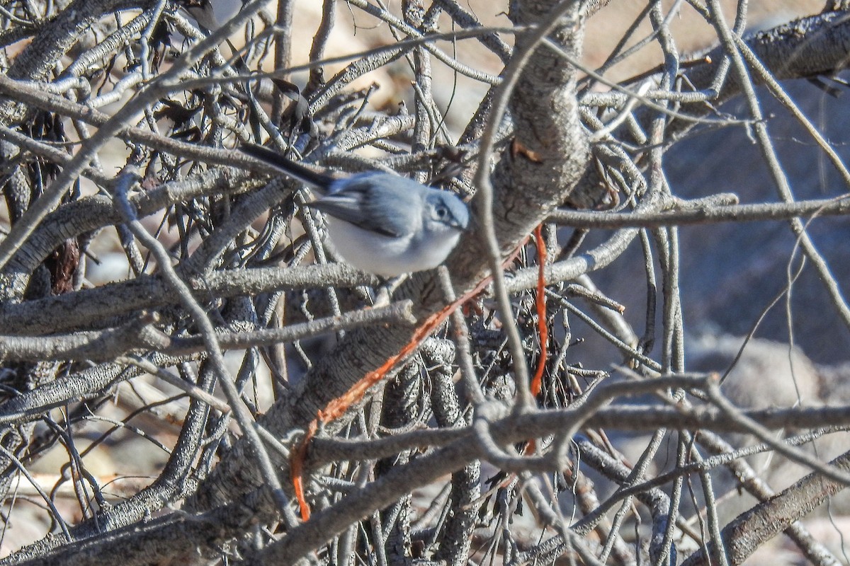 ブユムシクイ - ML644916019