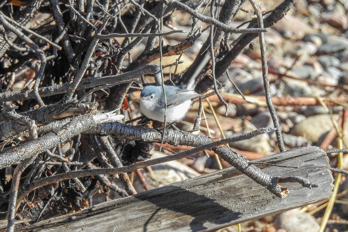 ブユムシクイ - ML644916020