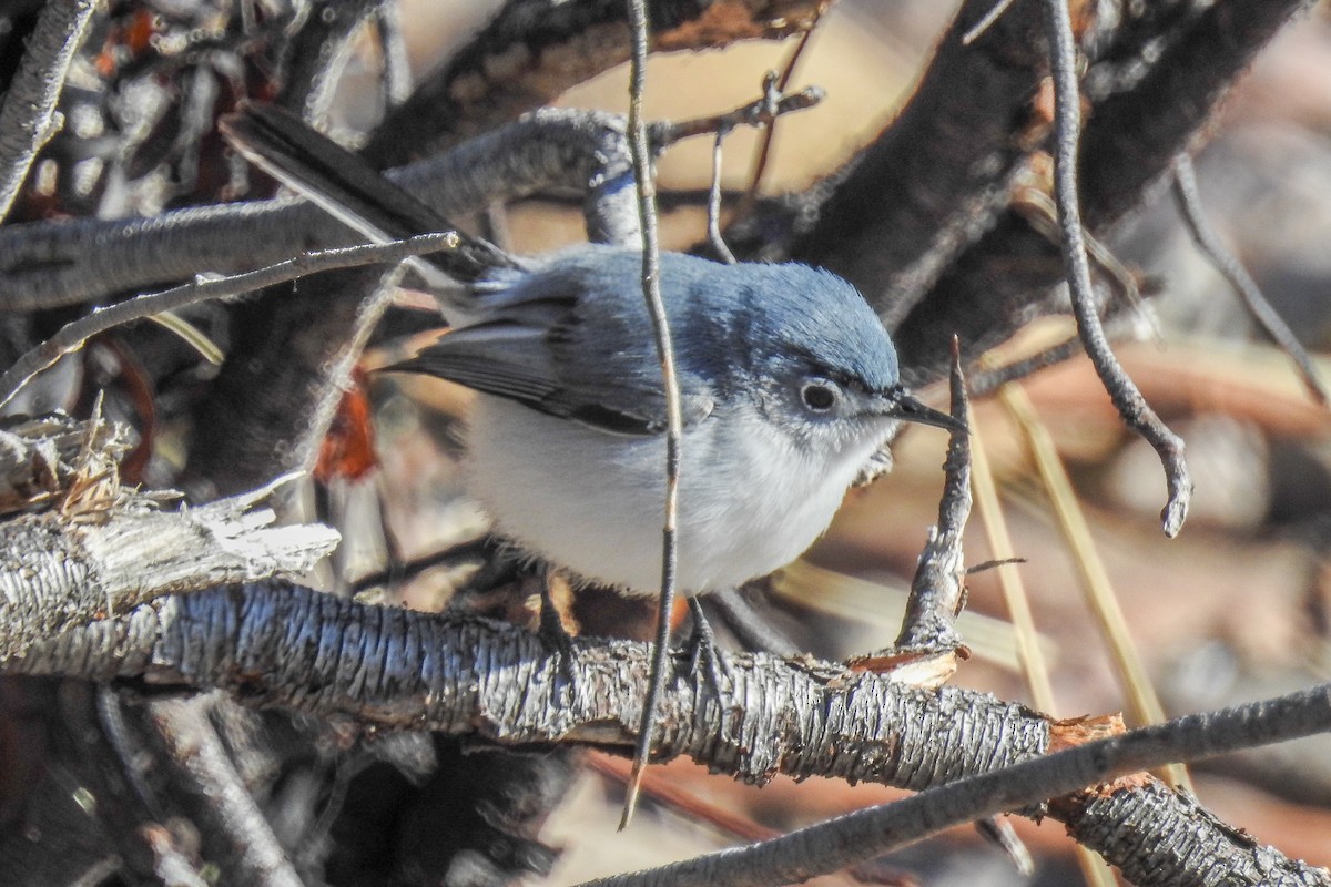 ブユムシクイ - ML644916021