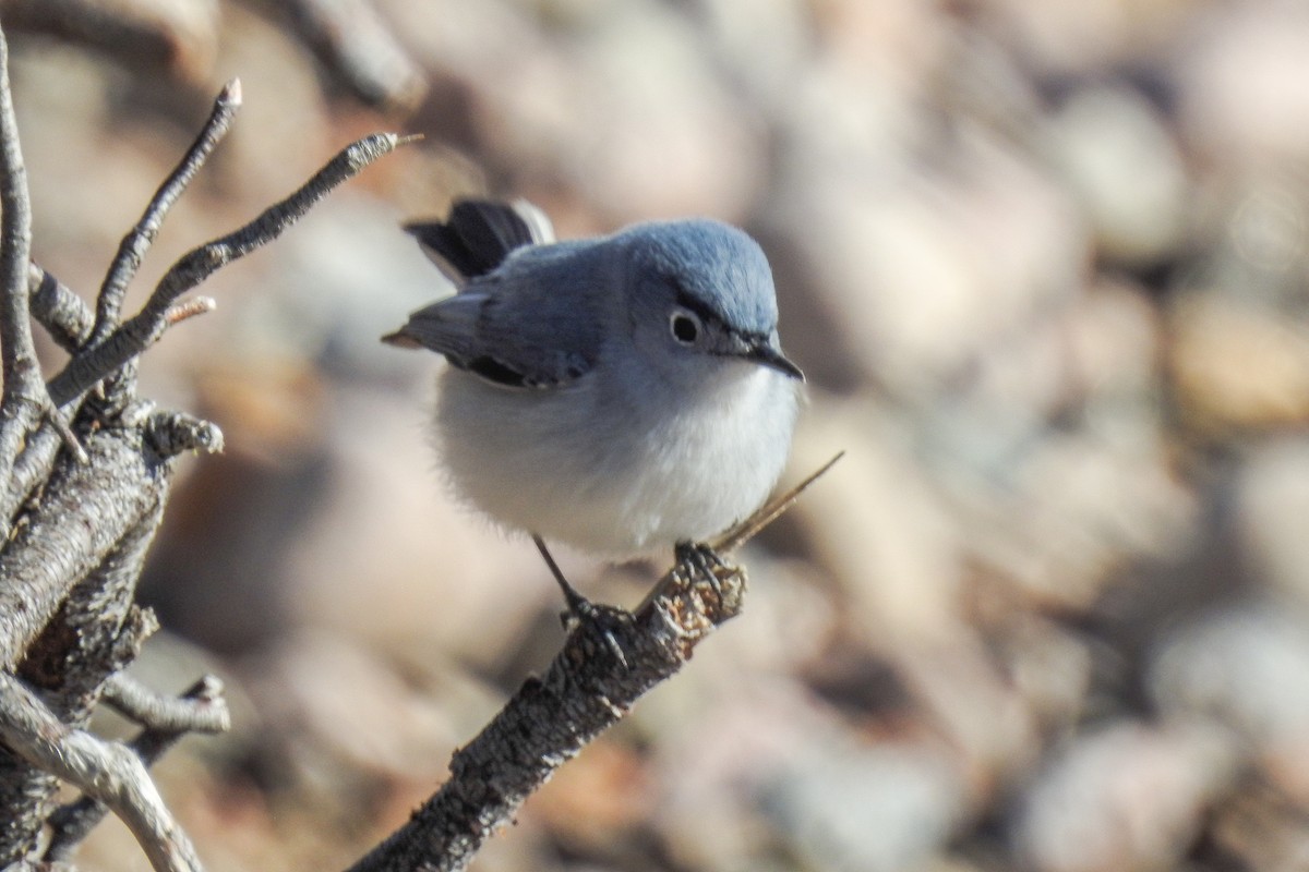 ブユムシクイ - ML644916022