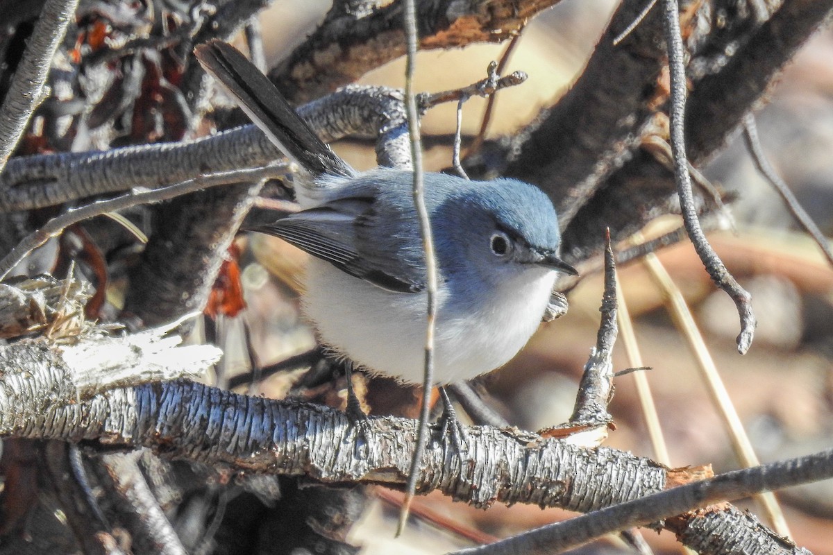 ブユムシクイ - ML644916023