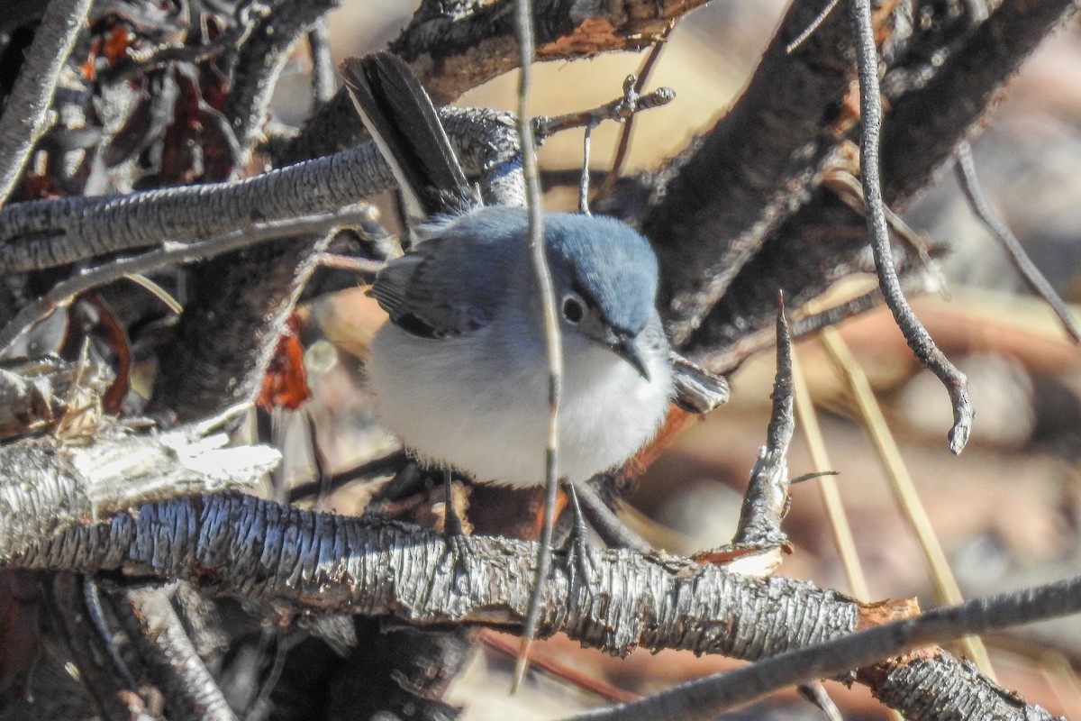 ブユムシクイ - ML644916024