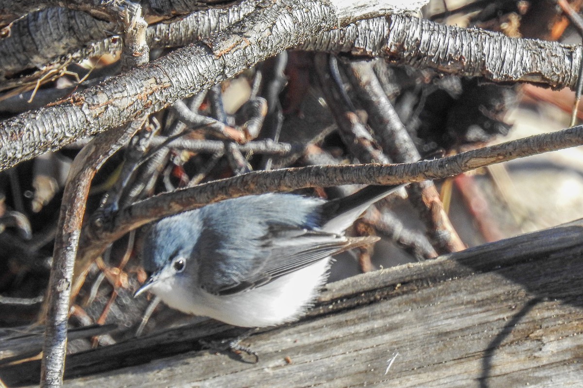 ブユムシクイ - ML644916025