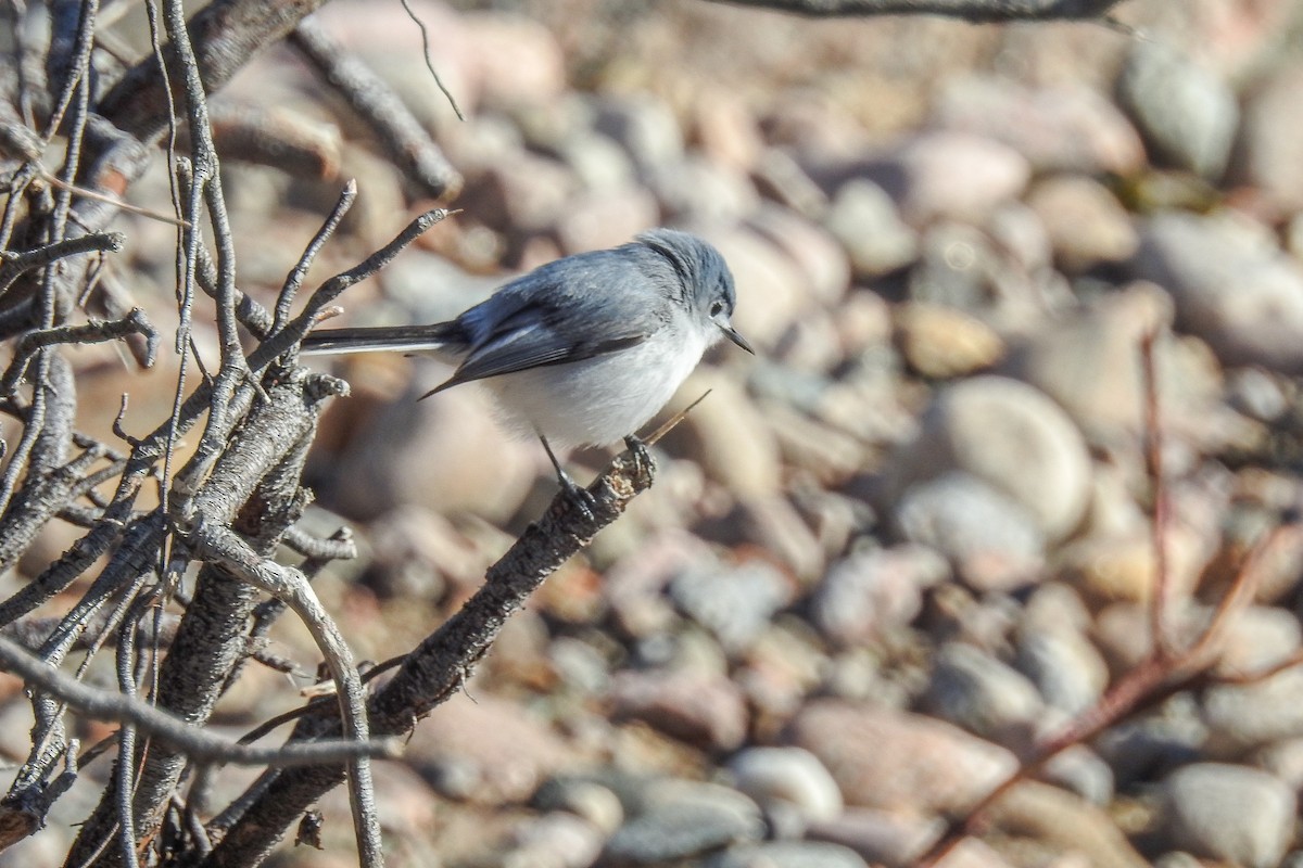 ブユムシクイ - ML644916026