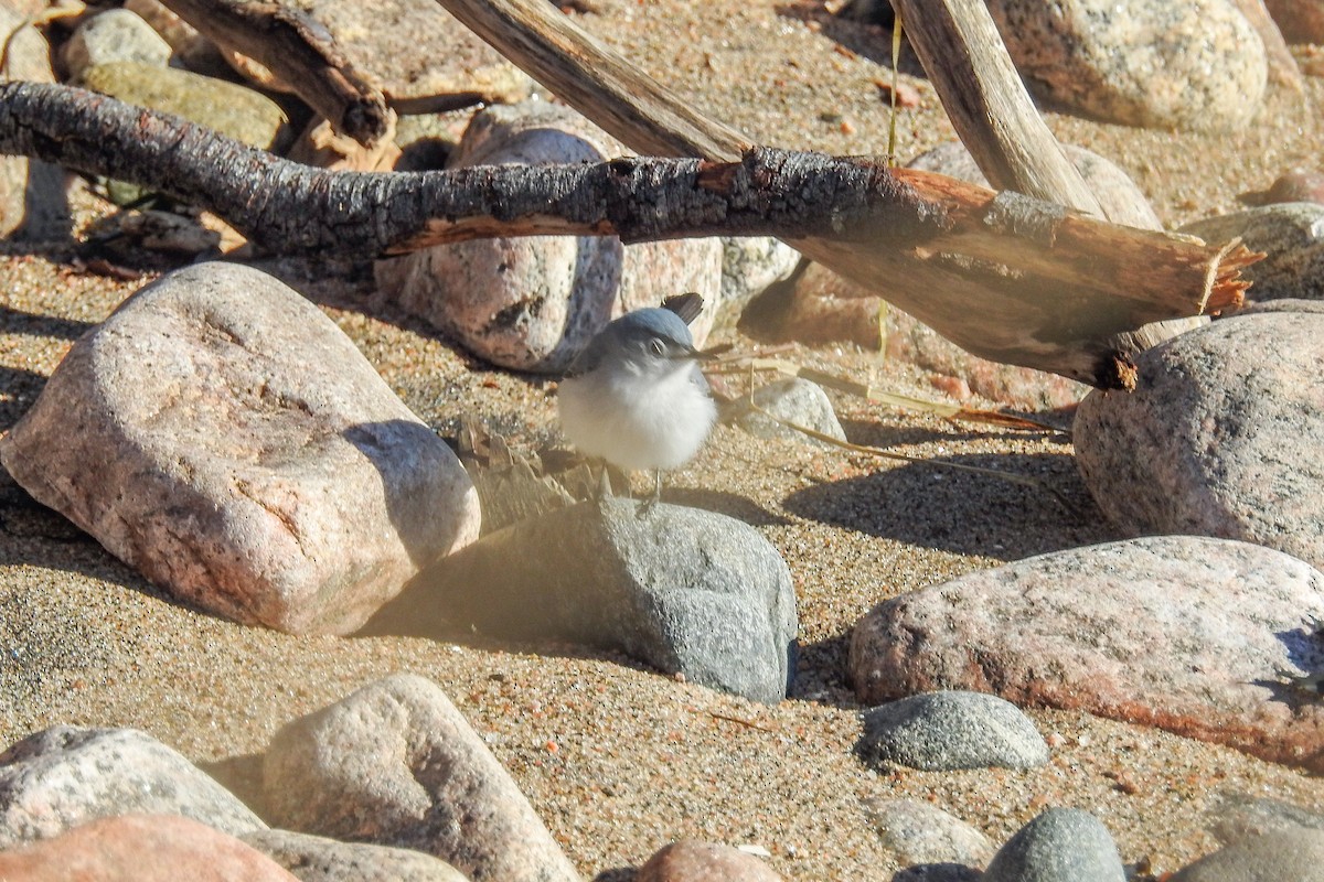 ブユムシクイ - ML644916027