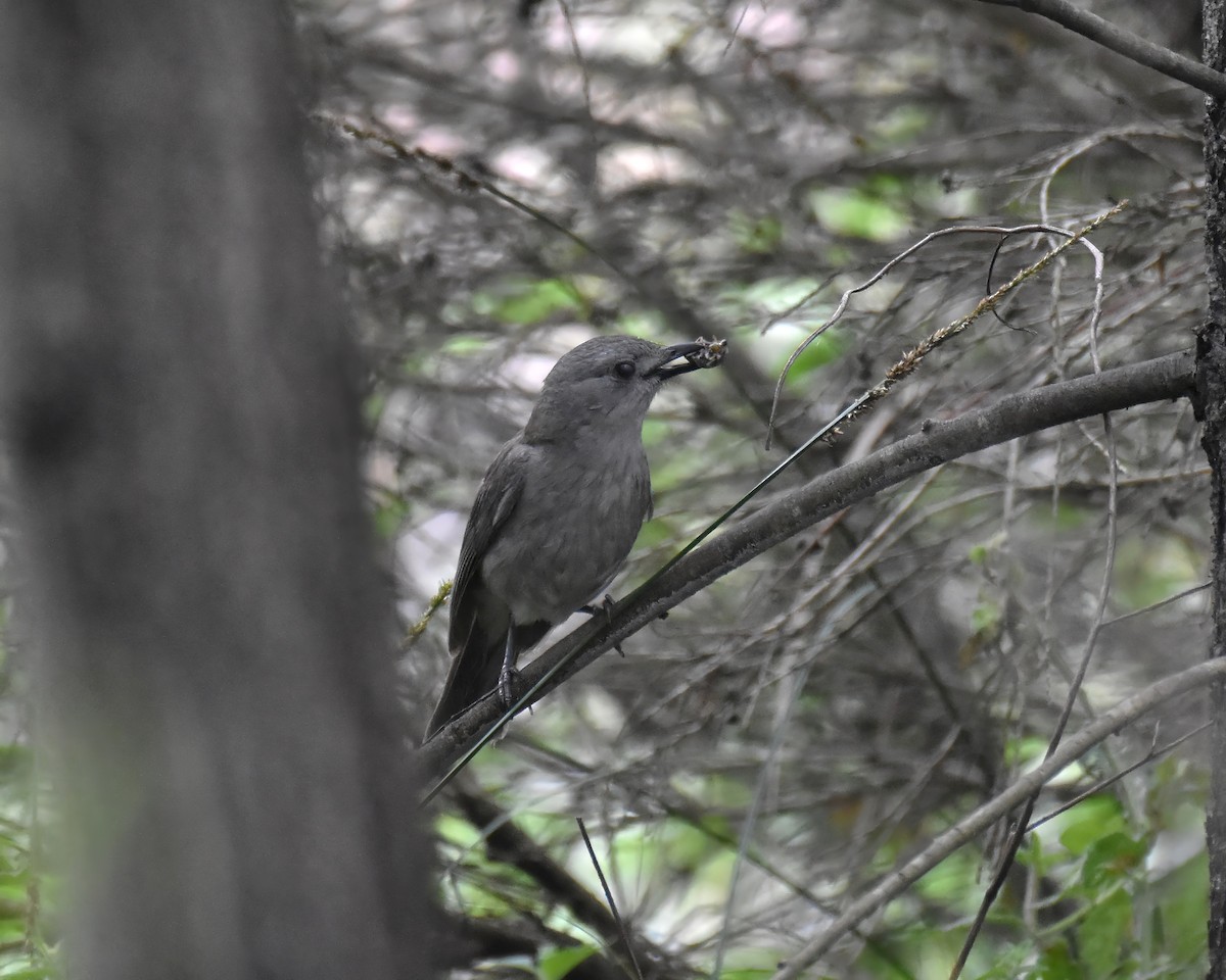 Gray Shrikethrush - ML644916063