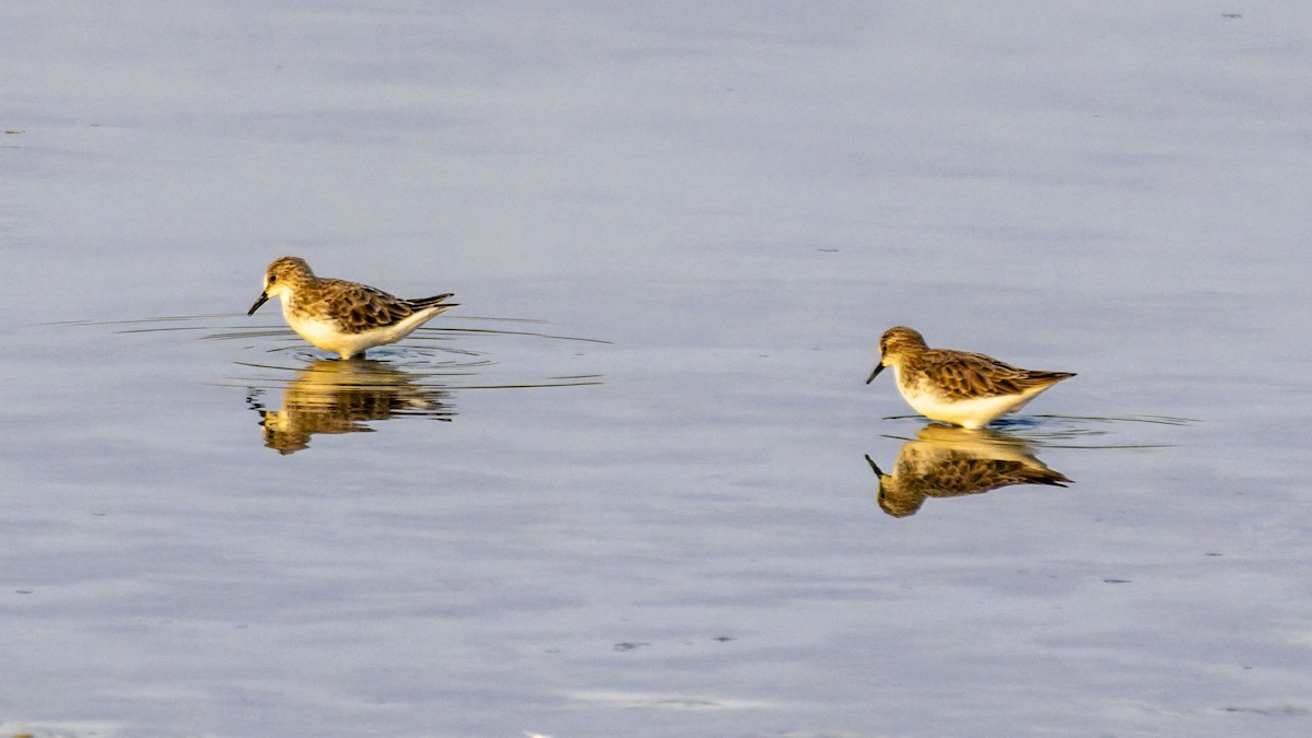 Little Stint - ML644916066