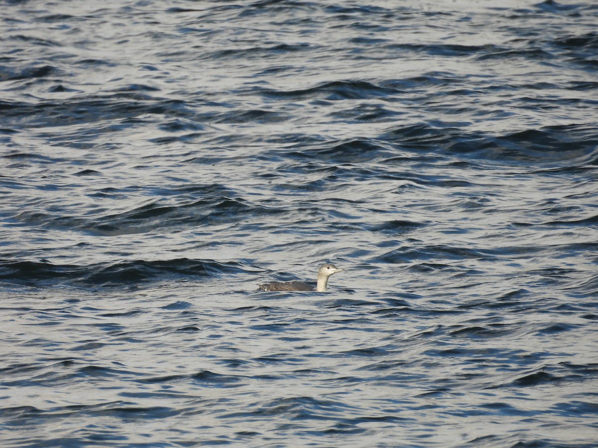 Red-throated Loon - ML644916079