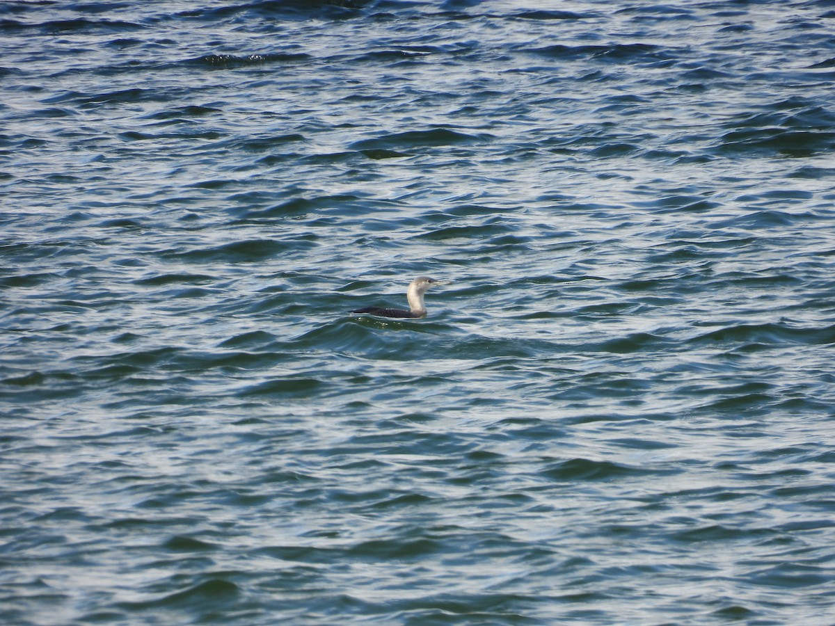 Red-throated Loon - ML644916080