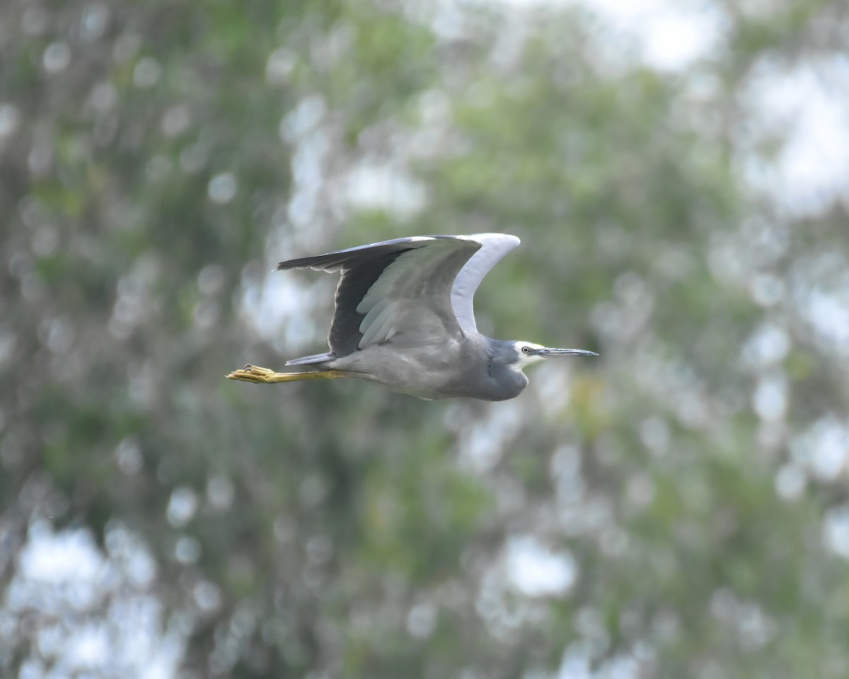 White-faced Heron - ML644916085