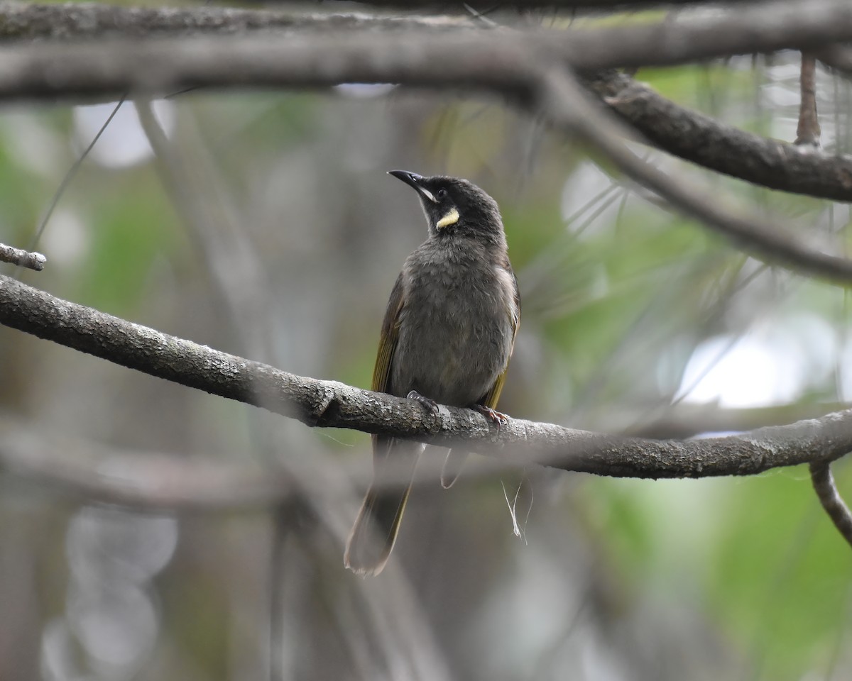 Lewin's Honeyeater - ML644916090
