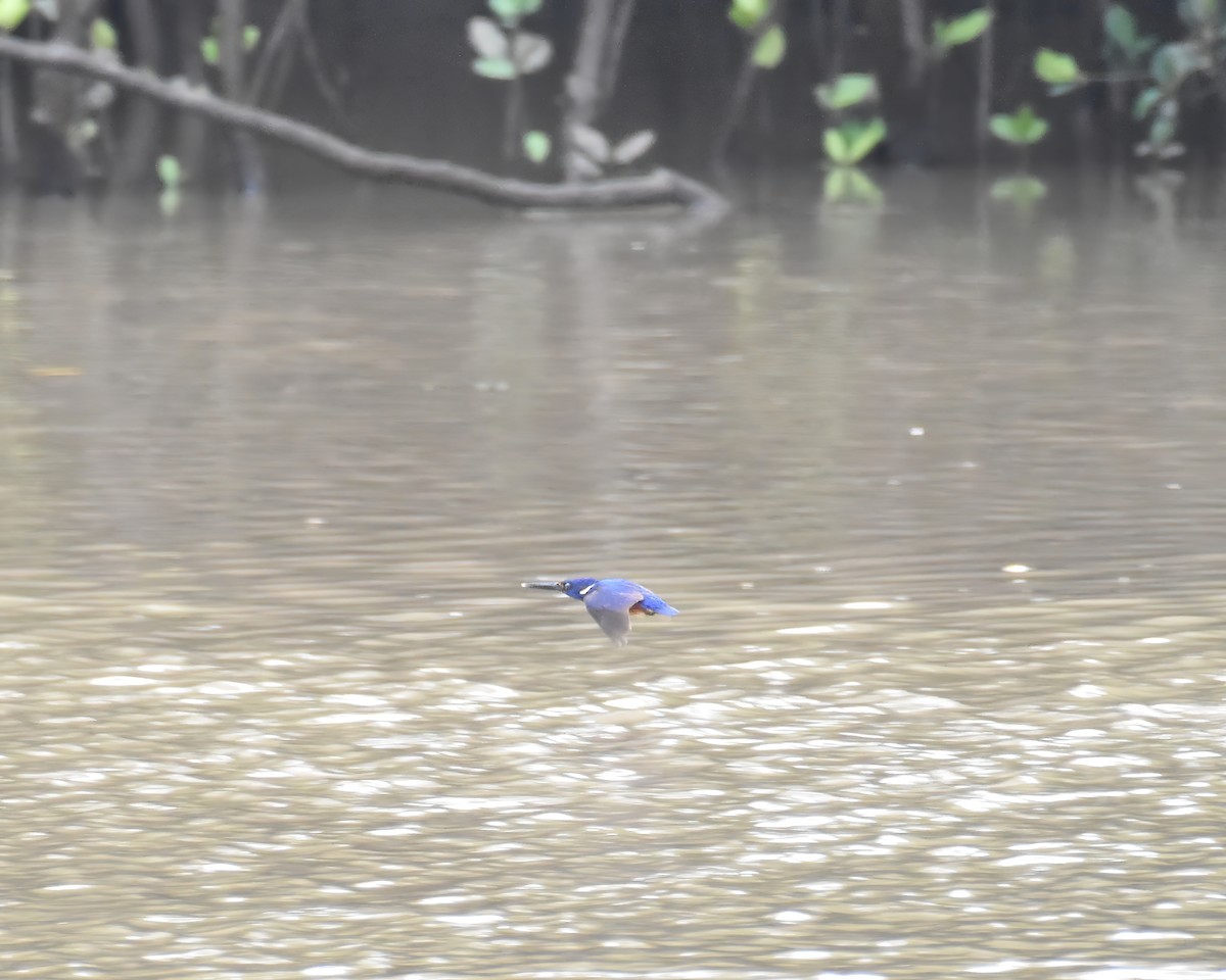 Azure Kingfisher - ML644916094