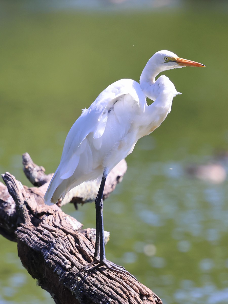 Great Egret (African) - ML644916096