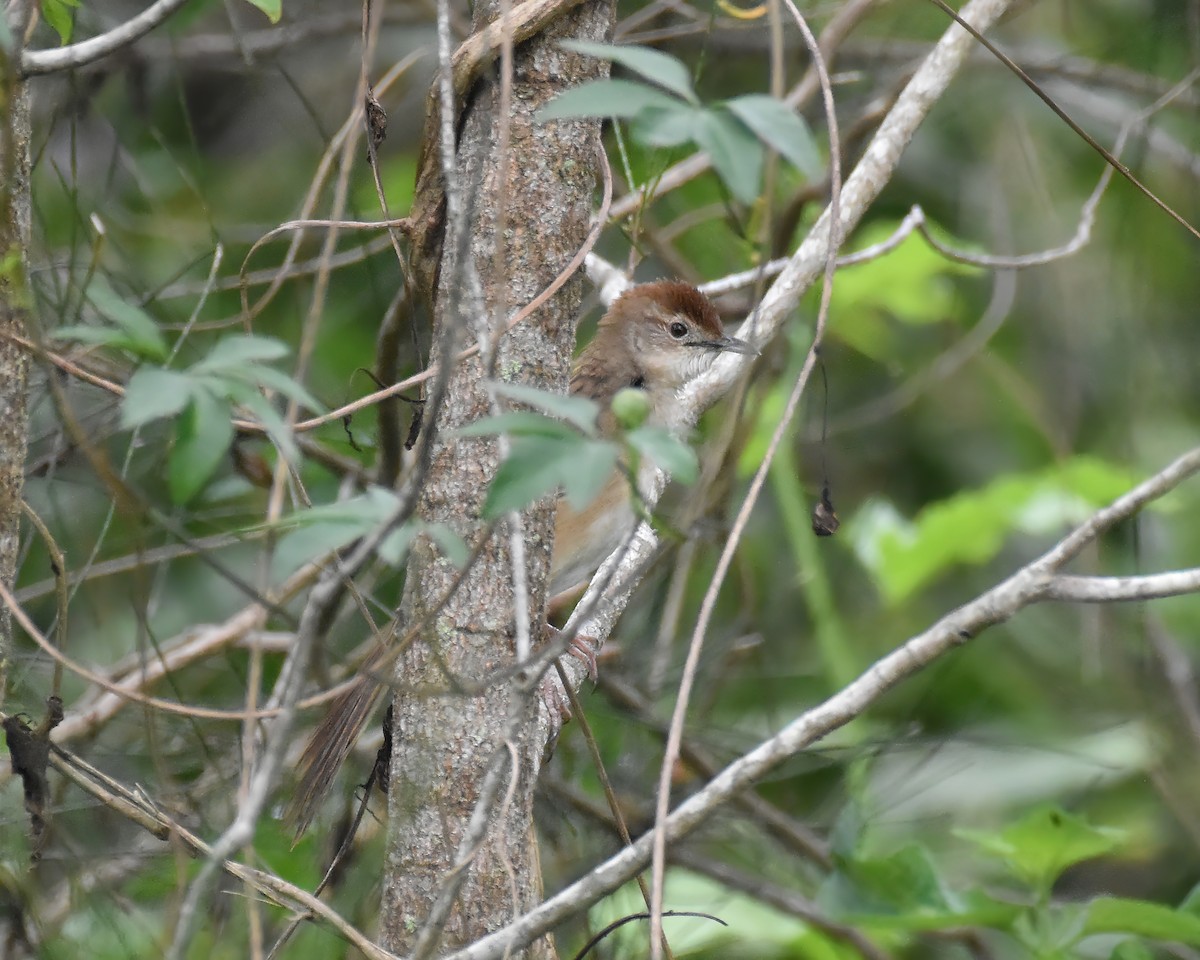 nymfesanger - ML644916107