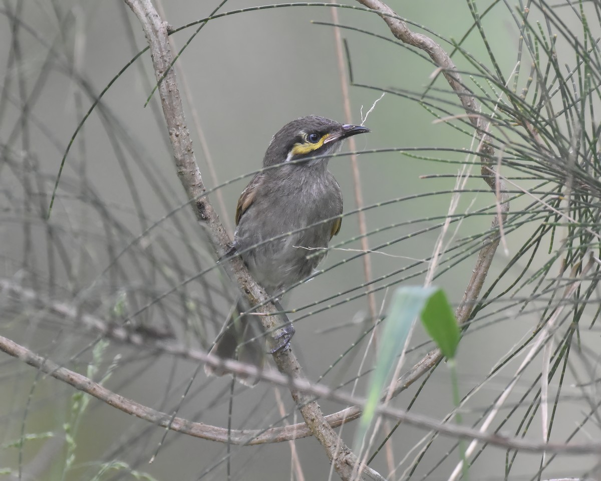 Yellow-faced Honeyeater - ML644916131