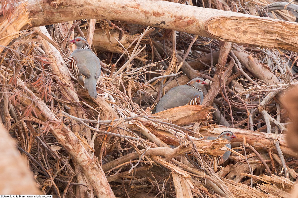 Barbary Partridge - ML644916144